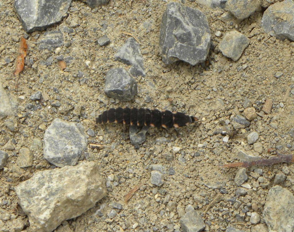 Larva di Lampyris raymondi